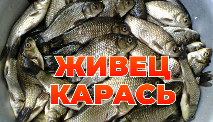 Живец карась